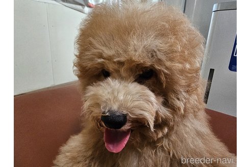 成約済の愛知県のトイプードル-331092の11枚目