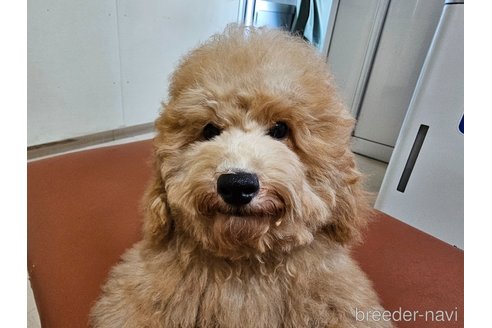成約済の愛知県のトイプードル-331092の12枚目