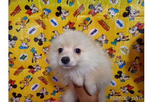 販売中の福岡県のポメラニアン-327947の16枚目