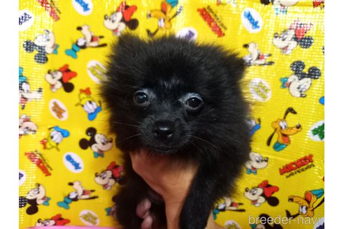販売中の福岡県のポメラニアン-327956の16枚目
