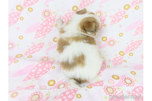 成約済の千葉県のパピヨン-345826の7枚目
