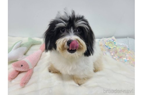 成約済の東京都のミックス犬-294837の2枚目