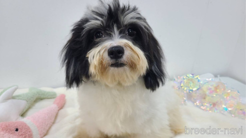 成約済の東京都のミックス犬-294837の1枚目