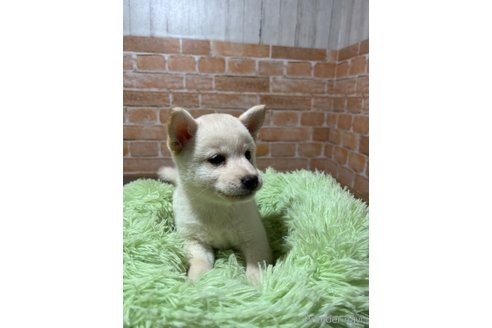 成約済の奈良県の豆柴-345850の3枚目