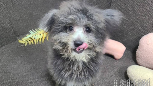 成約済の東京都のミックス犬-303790の1枚目