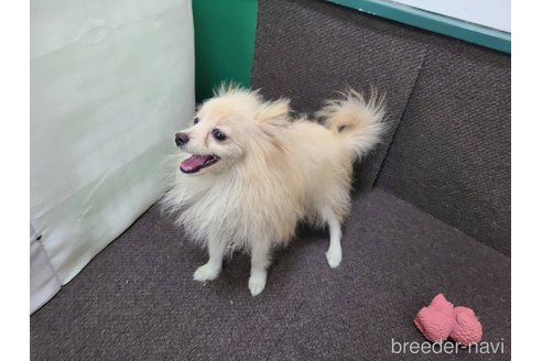 成約済の東京都のミックス犬-312790の5枚目