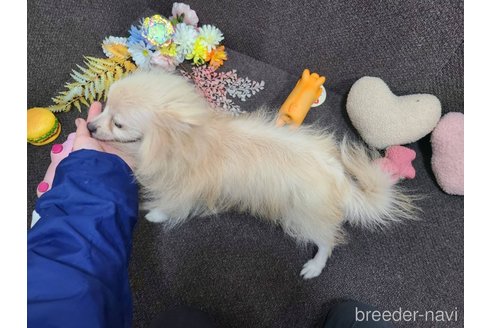 成約済の東京都のミックス犬-312790の6枚目