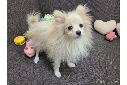 成約済の東京都のミックス犬-312790の4枚目