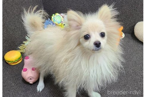 成約済の東京都のミックス犬-312790の3枚目