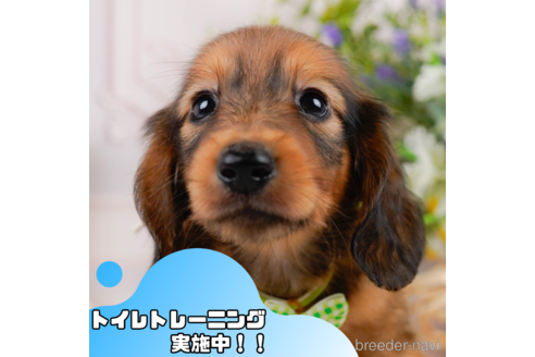 成約済の静岡県のミニチュアダックスフンド(ロングヘアード)-345877の1枚目