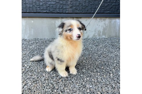成約済の山梨県のオーストラリアンシェパード-341696の5枚目