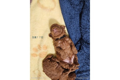 成約済の熊本県のタイニープードル-345214の2枚目