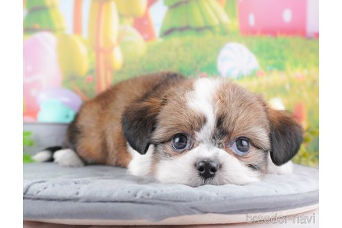 成約済の群馬県のチワズー:チワワ×シーズー-345938の5枚目