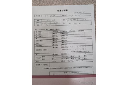 成約済の愛知県のチワワ(スムースコート)-344090の45枚目