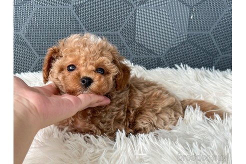成約済の茨城県のタイニープードル-345345の3枚目