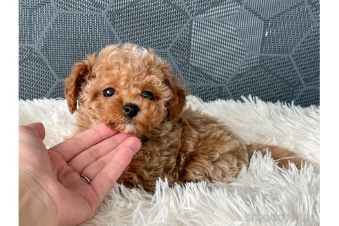 成約済の茨城県のタイニープードル-345345の2枚目