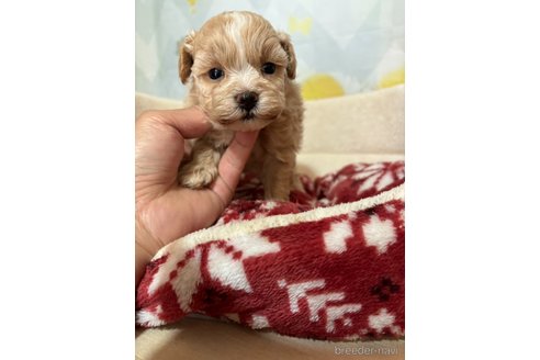 成約済の山口県のマルプー:マルチーズ×トイプードル-343246の2枚目