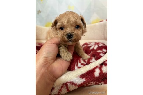 成約済の山口県のマルプー:マルチーズ×トイプードル-343245の1枚目