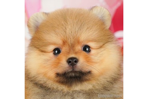成約済の千葉県のポメラニアン-345958の1枚目