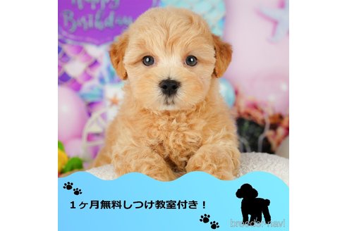 成約済の千葉県のマルプー:マルチーズ×トイプードル-345969の1枚目