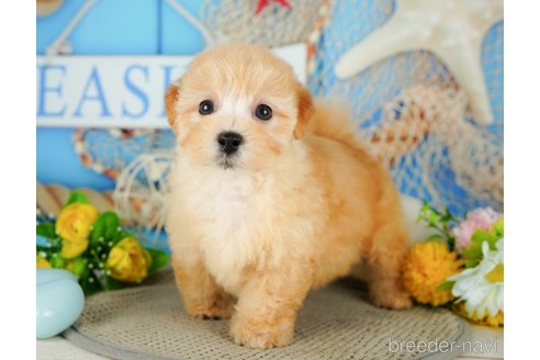 成約済の千葉県のマルプー:マルチーズ×トイプードル-345974の7枚目