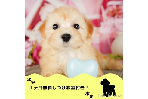 成約済の千葉県のマルプー:マルチーズ×トイプードル-345978の1枚目