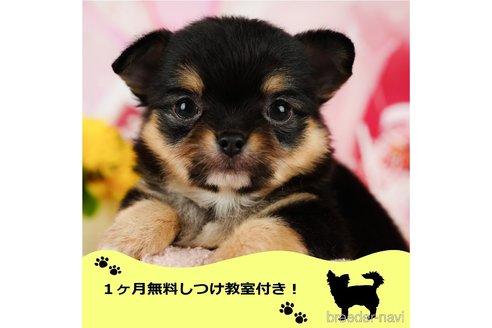 成約済の千葉県のチワワ(ロングコート)-345980の1枚目