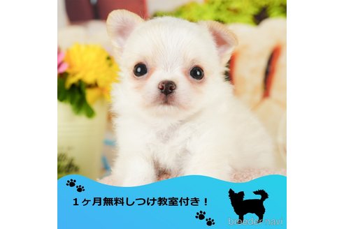 成約済の千葉県のチワワ(ロングコート)-345982の1枚目