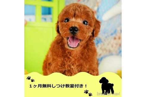 成約済の千葉県のトイプードル-345985の1枚目