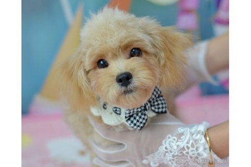 成約済の埼玉県のミックス犬-320152の37枚目