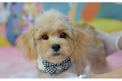 成約済の埼玉県のミックス犬-320152の36枚目
