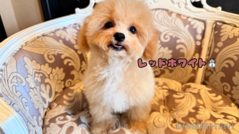 成約済の福岡県のマルプー:マルチーズ×トイプードル-345991の1枚目