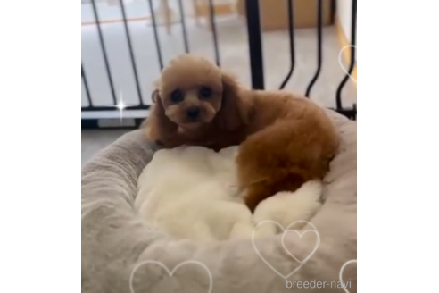 らぶちゃんちゃん1枚目