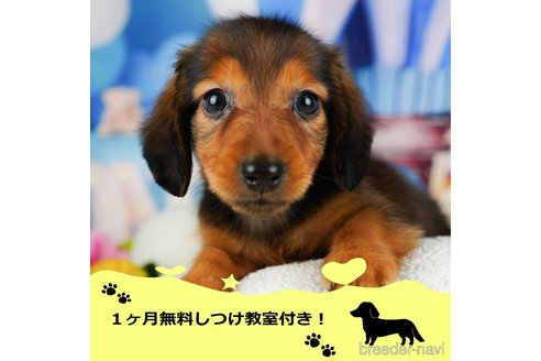 成約済の千葉県のミニチュアダックスフンド(ロングヘアード)-346000の1枚目