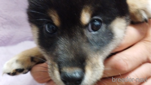 成約済の千葉県の柴犬-334770の2枚目