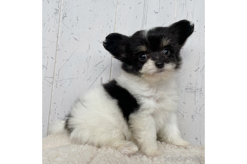 成約済の千葉県のミックス犬-343614の3枚目