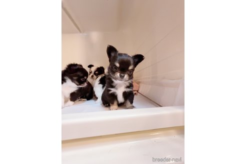 成約済の香川県のチワワ(ロングコート)-344345の3枚目