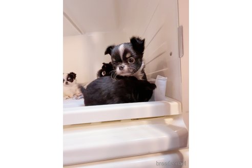 成約済の香川県のチワワ(ロングコート)-344341の4枚目
