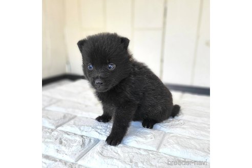 成約済の茨城県のスキッパーキ-346016の14枚目