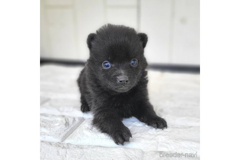 成約済の茨城県のスキッパーキ-346017の13枚目
