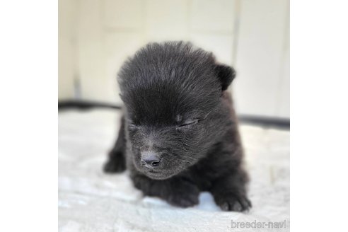 成約済の茨城県のスキッパーキ-346017の15枚目