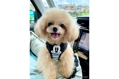 ティアラちゃん1枚目