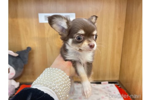成約済の愛知県のチワワ(ロングコート)-346040の9枚目