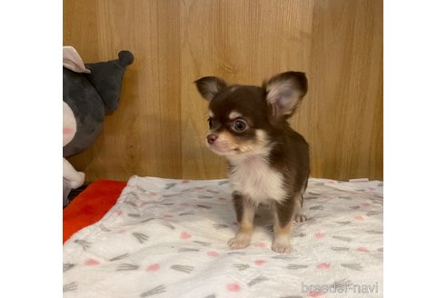 成約済の愛知県のチワワ(ロングコート)-346040の10枚目