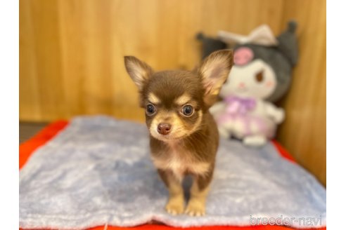 成約済の愛知県のチワワ(ロングコート)-346042の11枚目