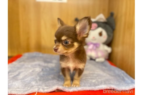 成約済の愛知県のチワワ(ロングコート)-346042の9枚目