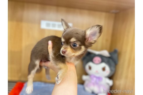 成約済の愛知県のチワワ(ロングコート)-346042の10枚目