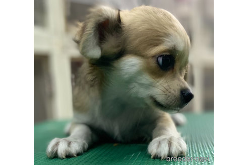 成約済の東京都のチワワ(ロングコート)-346055の2枚目