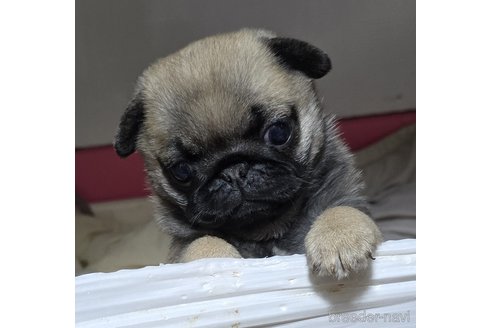 子犬
