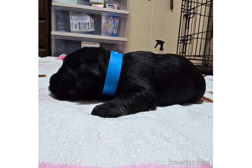 成約済の岡山県のミニチュアシュナウザー-346088の9枚目